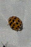 Harmonia axyridis