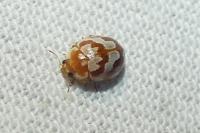 Myrrha octodecimguttata