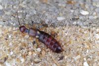 Forficula auricularia