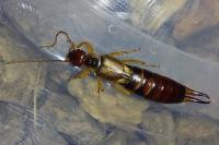 Forficula auricularia