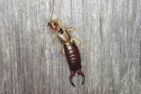 Forficula auricularia