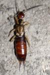 Forficula auricularia