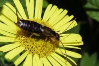 Forficula auricularia