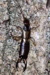 Forficula auricularia