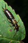 Forficula auricularia