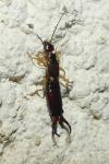 Forficula auricularia