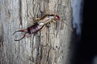 Forficula auricularia