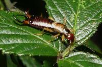 Forficula auricularia