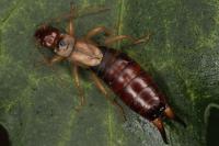 Forficula auricularia
