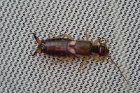 Forficula auricularia