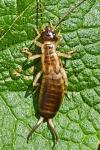 Forficula auricularia