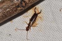 Forficula auricularia