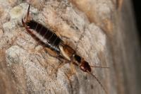 Forficula auricularia