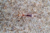 Labidura riparia