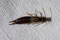 Forficula auricularia