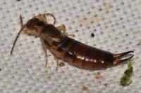 Forficula auricularia
