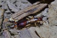 Forficula auricularia