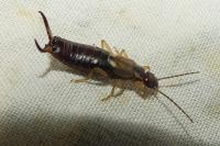 Forficula auricularia