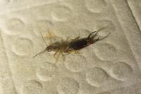 Forficula auricularia
