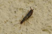 Forficula auricularia
