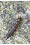 Euborellia
