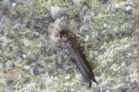 Euborellia