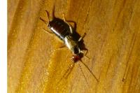 Forficula auricularia