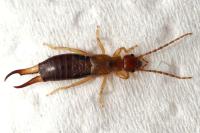 Guanchia pubescens