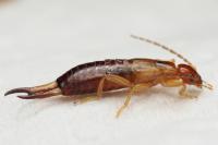 Guanchia pubescens