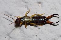 Forficula auricularia