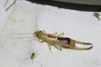 Labidura riparia
