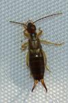 Forficula auricularia