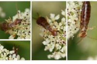Forficula lesnei