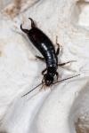 Euborellia moesta