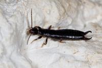 Euborellia moesta