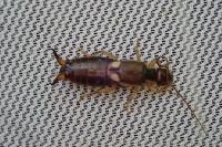Forficula auricularia