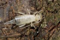Forficula auricularia