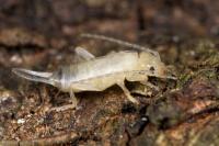 Forficula auricularia