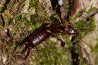 Forficula auricularia