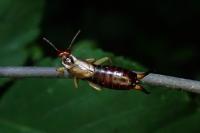 Forficula auricularia
