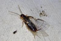 Forficula auricularia