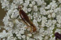 Forficula lesnei