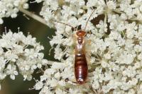 Forficula lesnei