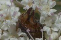 Forficula lesnei