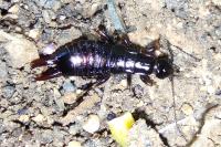 Euborellia moesta