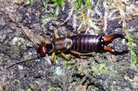 Forficula auricularia