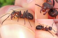 Formica pratensis