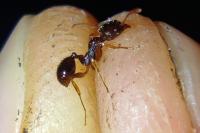 Aphaenogaster subterranea