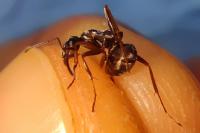 Formica cunicularia