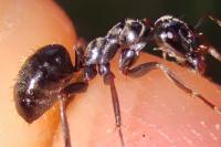 Formica gagates